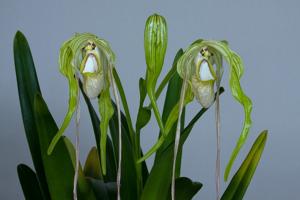 Phragmipedium warszewiczianum