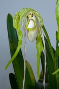 Phragmipedium warszewiczianum