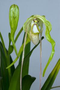 Phragmipedium warszewiczianum