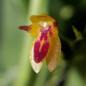 Platystele aurea