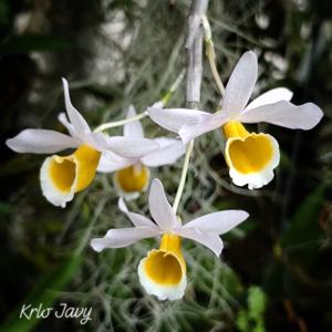 Dendrobium crystallinum