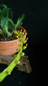 Bulbophyllum falcatum