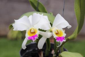 Cattleya gaskelliana