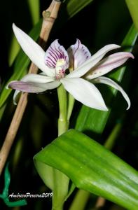 Prosthechea baculus