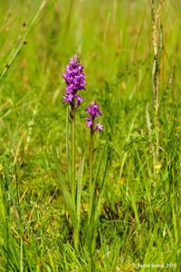 Dactylorhiza traunsteineri