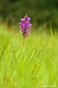 Dactylorhiza traunsteineri