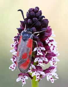 Neotinea ustulata