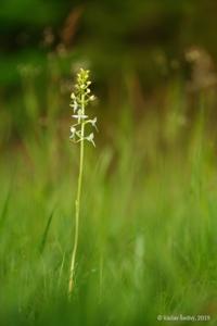 Platanthera bifolia