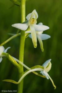 Platanthera bifolia