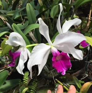 Cattleya purpurata