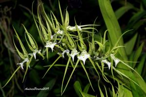 Brassia verrucosa