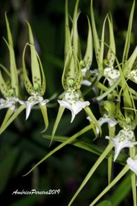 Brassia verrucosa