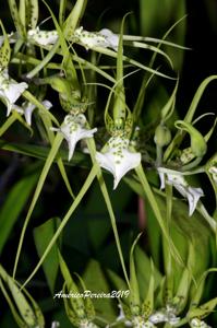 Brassia verrucosa