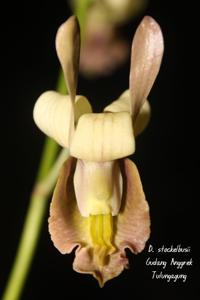 Dendrobium stockelbuschii