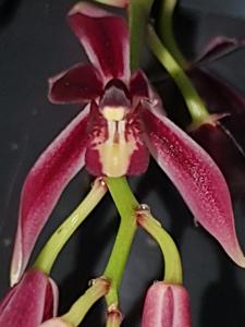 Cymbidium dayanum