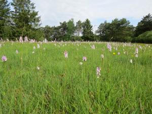 Dactylorhiza fuchsii