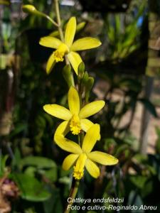 Cattleya endsfeldzii