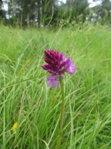 Anacamptis pyramidalis