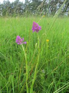 Anacamptis pyramidalis