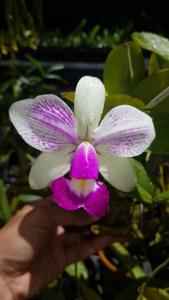 Cattleya violacea