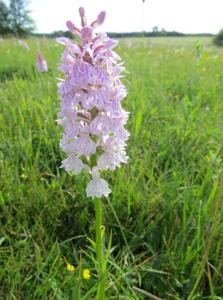 Dactylorhiza fuchsii