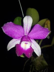 Cattleya violacea