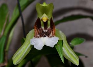 Coelogyne speciosa