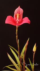 Disa uniflora