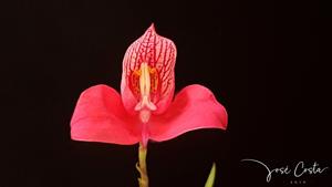 Disa uniflora