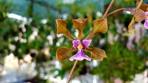 Encyclia hanburyi