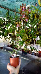 Encyclia hanburyi