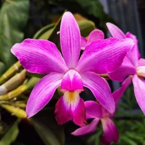 Cattleya violacea