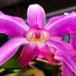 Cattleya violacea