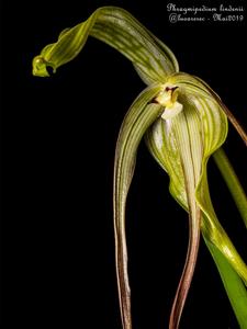 Phragmipedium lindenii