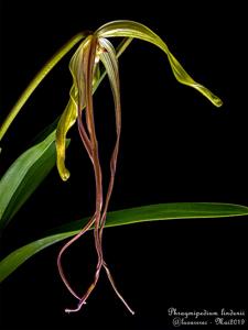 Phragmipedium lindenii