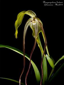 Phragmipedium lindenii