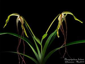 Phragmipedium lindenii