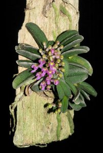 Schoenorchis fragrans
