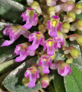 Schoenorchis fragrans