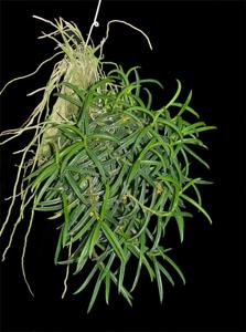 Adenoncos parviflora