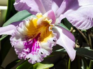 Cattleya mossiae