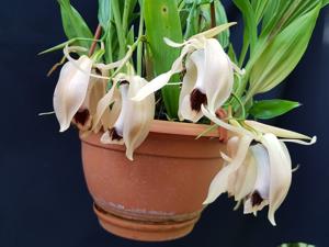 Coelogyne xyrekes