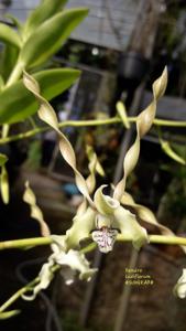 Dendrobium laxiflorum