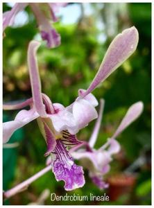 Dendrobium lineale