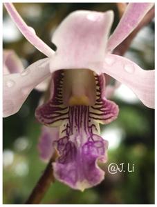 Dendrobium lineale