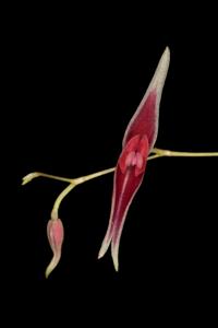 Lepanthes ionoptera