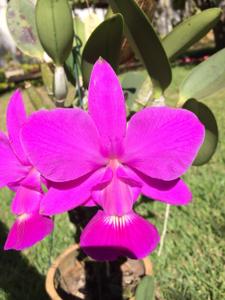 Cattleya walkeriana