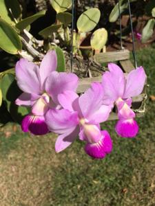 Cattleya walkeriana