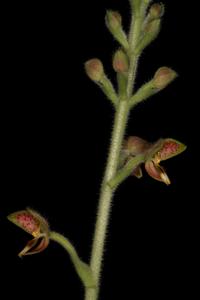 Ponthieva tunguraguae