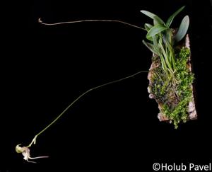 Porroglossum olivaceum